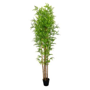 Plant Bamboo Green Medium