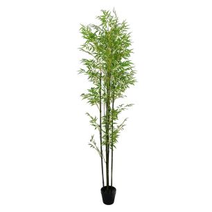 Plant Bamboo1 Groen Medium