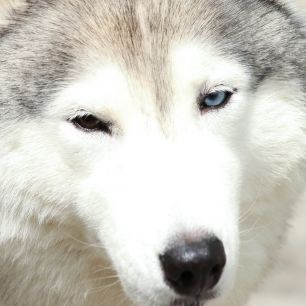 Husky Indoor Painting Photoprint 50x50cm