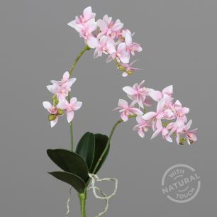 Ochid 40cm white/rose