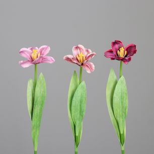 Tulip open flower colored assorted price per piece 49 cm pink-combination