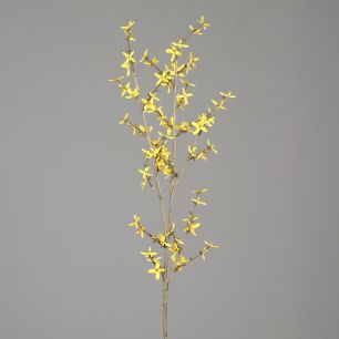Giant Forsythia 115 cm yellow