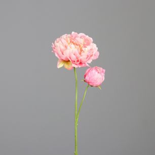 Peony with one open and one closed flower 67 cm rosee