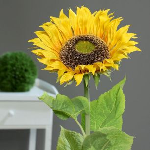 Sunflower x 1 knock-down-packing 134cm