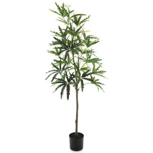 *SO Dizygotheca in pot green 156cm