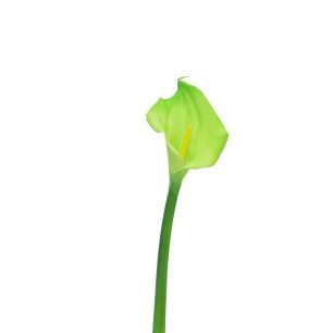 Calla Bella green 55cm