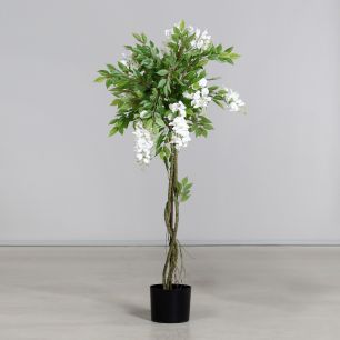 Wisteria tree in pot 120cm white