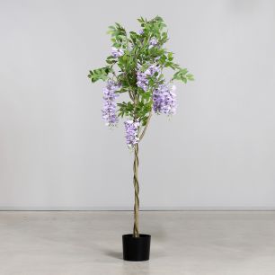 Wisteria tree in pot 150cm blue