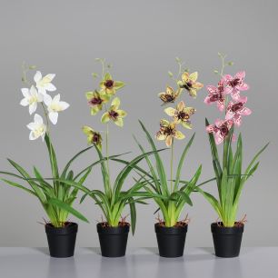 Cymbidium orchid w/lvs i/pot ass