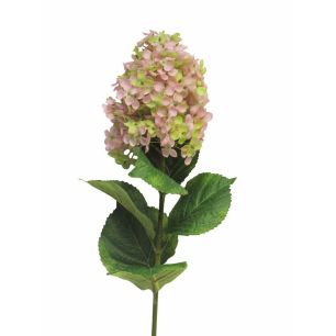 Bloem Hydrangea Panic Roze