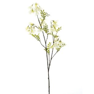 Blume Erysimum Brance  Grün