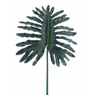 Bloem Philondendron L Groen