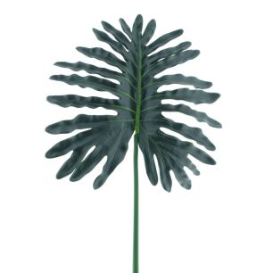 Blume Philondendron L  Grün