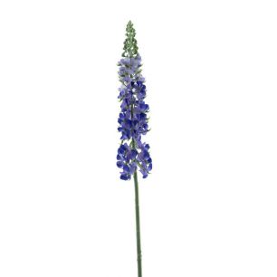 Flower Lupinus Spray Purple