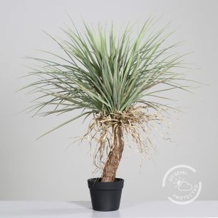 Yucca plant 78cm