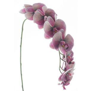 Bloem Phalaenopsis Aubergine Large