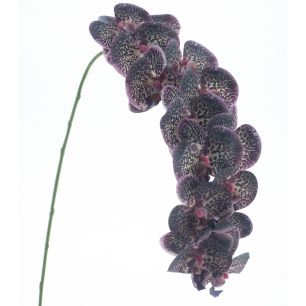 Blume Phalaenopsis  Violett Large