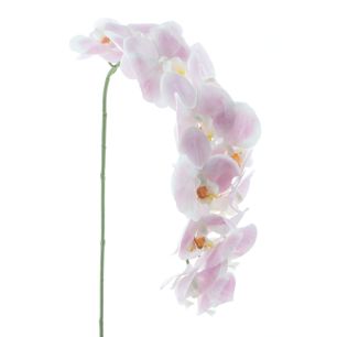 Blume Phalaenopsis  Hellrosa Large