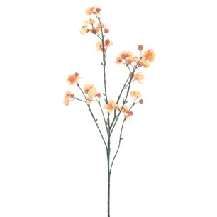 Celastrus orbiculatus 66 cm yellow