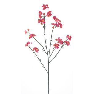 Celastrus orbiculatus 66 cm pink