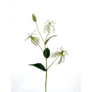 Gloriosa lily spray cream 82cm