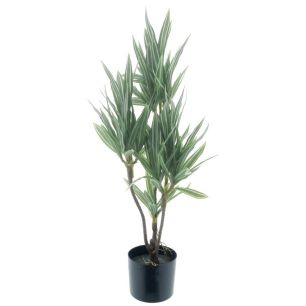 Dracaena plant in pot green cream 65cm