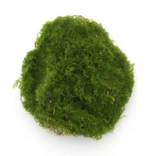 Moss stone x6 pcs ass in polybag green