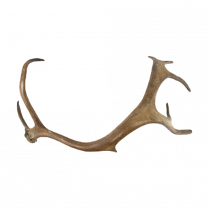 abwurfstange rentier 45cm