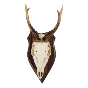 trophy skull roebuck on wood 20cm (capreolus capreolus)
