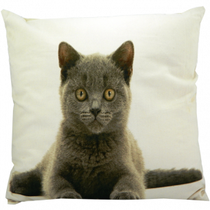 canvas cushion british shorthair 50x50cm*