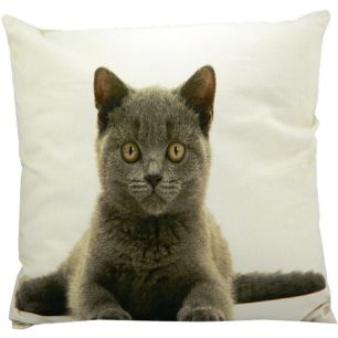 toile coussin chat british shorthair 50x50cm*