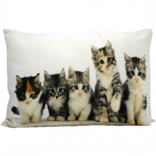 canvas cushion kittens 35x50cm