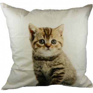 canvas cushion kitten 50x50cm*