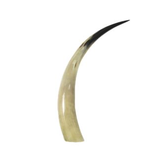 horn 45cm (bison bison)