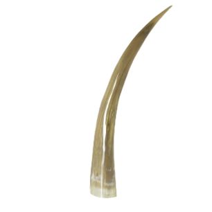 horn 55cm (bison bison)