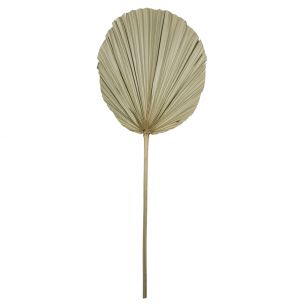*palmblatt ast getrocknet 50cm*