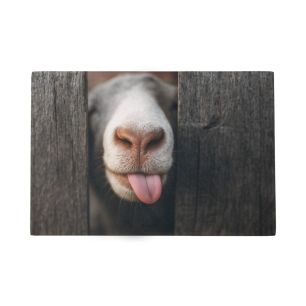 Deurmat Nieuwsgierig schaap 75x50cm