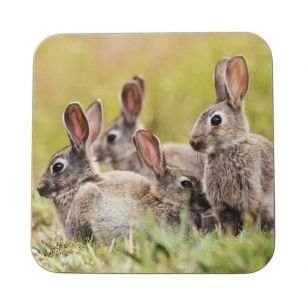 Onderzetter Konijnen familie 10x10cm (set van 6)